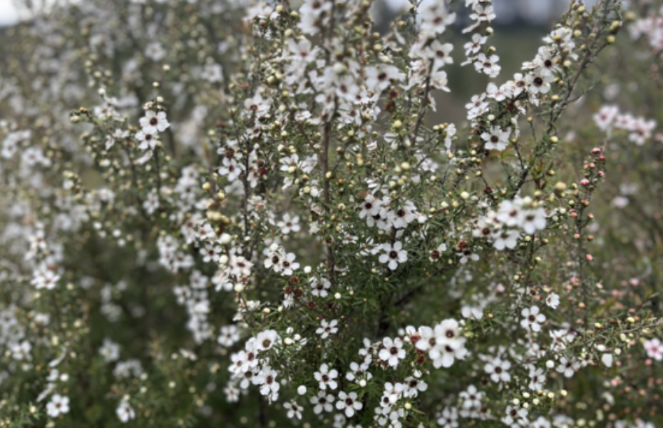 Rotorua Trust - Grant Stories - Taiao Ora _ Environment Tipu Wai - Spring planting in Rotorua